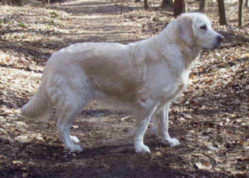 WT: 11.07.98 bei Fr. Lenschow, BHP: 06.09.98, interner Workingtest 14.11.99, Pfostenschau Bocholt -V4- Richter Fr. Harms, Bonn Schau 11.10.98 -VG-, Dummy H Erwitte 12.06.99