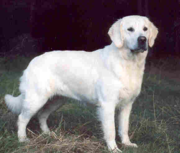 WT: 11.07.98 bei Fr. Lenschow, BHP: 06.09.98, interner Workingtest 14.11.99, Pfostenschau Bocholt -V4- Richter Fr. Harms, Bonn Schau 11.10.98 -VG-, Dummy H Erwitte 12.06.99