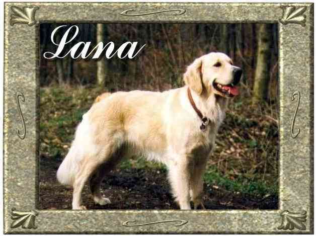 Pfostenschau 2.9.2000 Platz 2, BHP: 13.11.94 DRC, BHP: SFH Wesel 19.3.89, BHP: SFH Wesel 4.3.90, Breitensport Vierkampftunier mit Platzierung 25.6.89 - 16.9.90