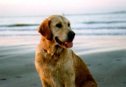 ZZ. bei Fr. Assenmacher Fejl 27.04.96, V-V-SG, BHP 23.06.96, Spezialschau Bergisches Land 7.7.96 -VG-, Wesenstest